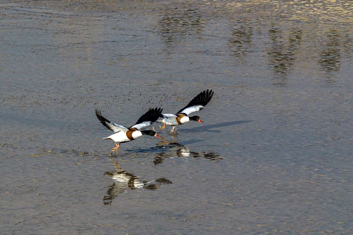 Konya merkezi sulayan kaynakta hareketlilik başladı 9